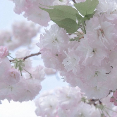 Furry插画元素设计技巧福瑞群